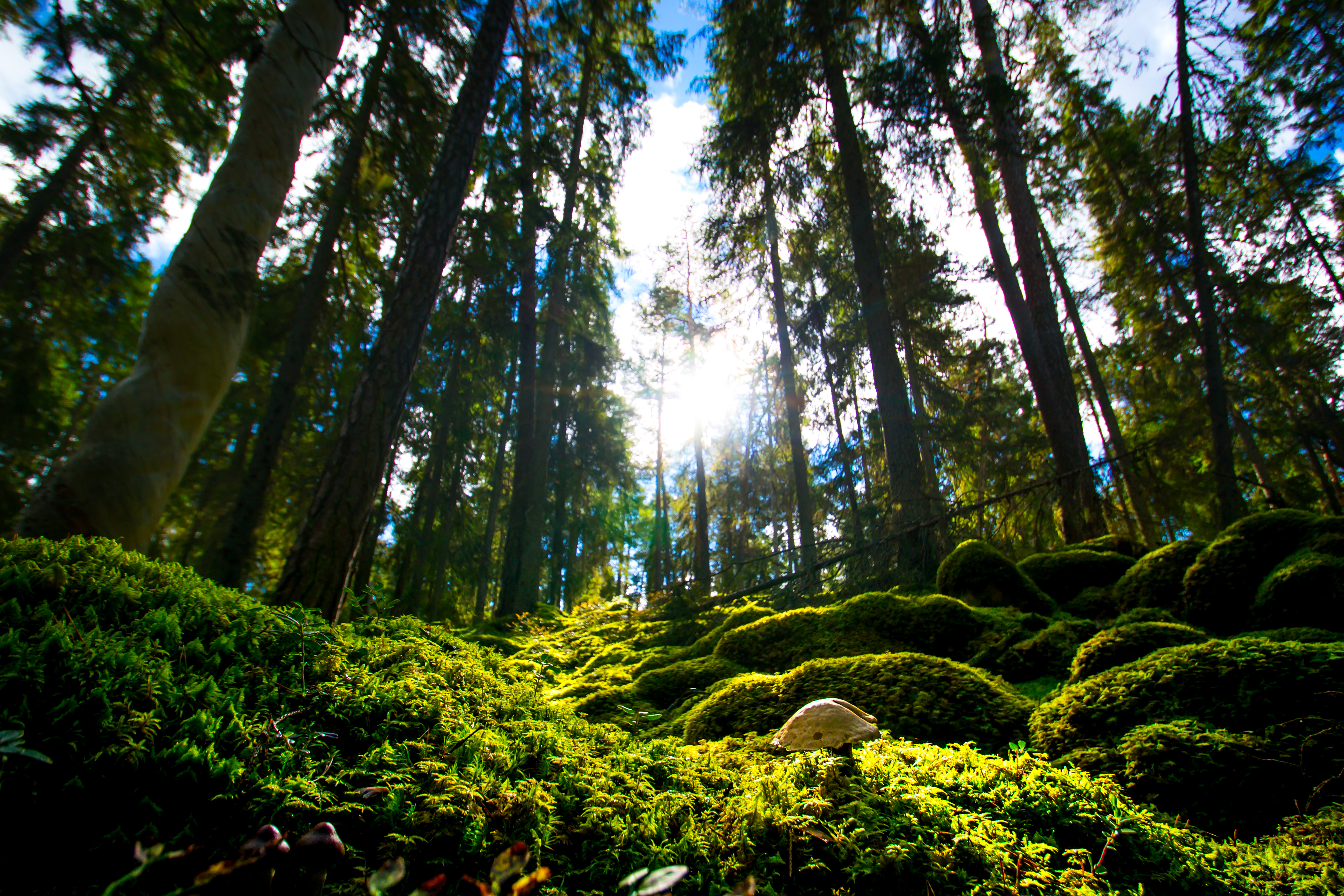 Fiby Urskog – ancient boreal forest, Sweden